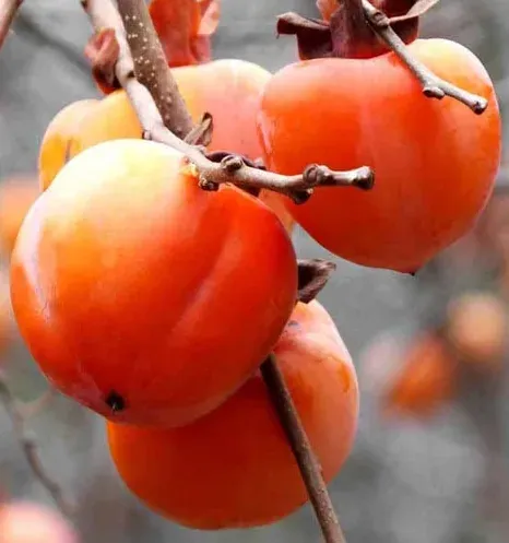 Datolyaszilva „Rojo Brillante” 150cm Kakiszilva „Diospyros kaki”
