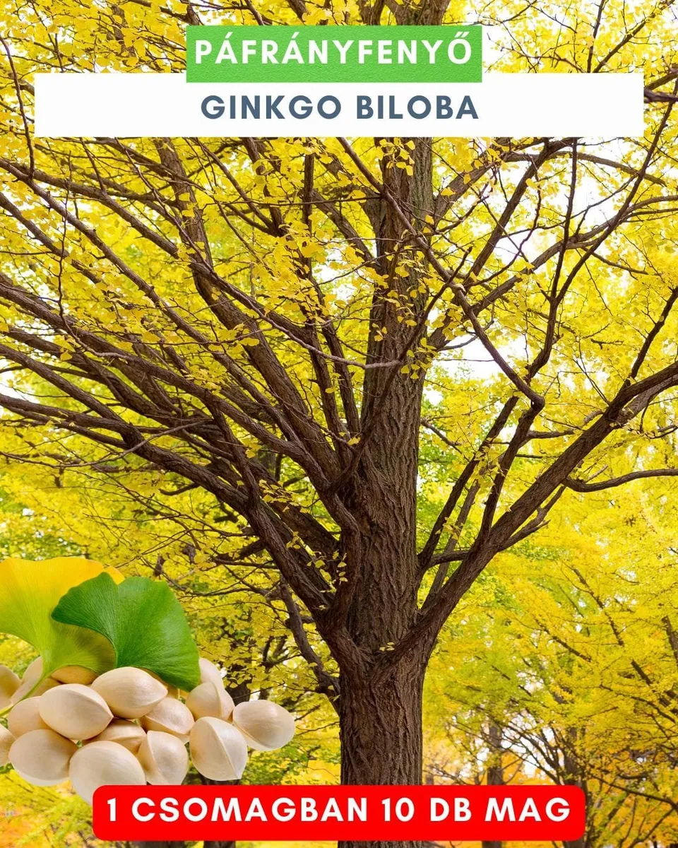 Páfrányfenyő 10 db mag „Ginkgo Biloba”