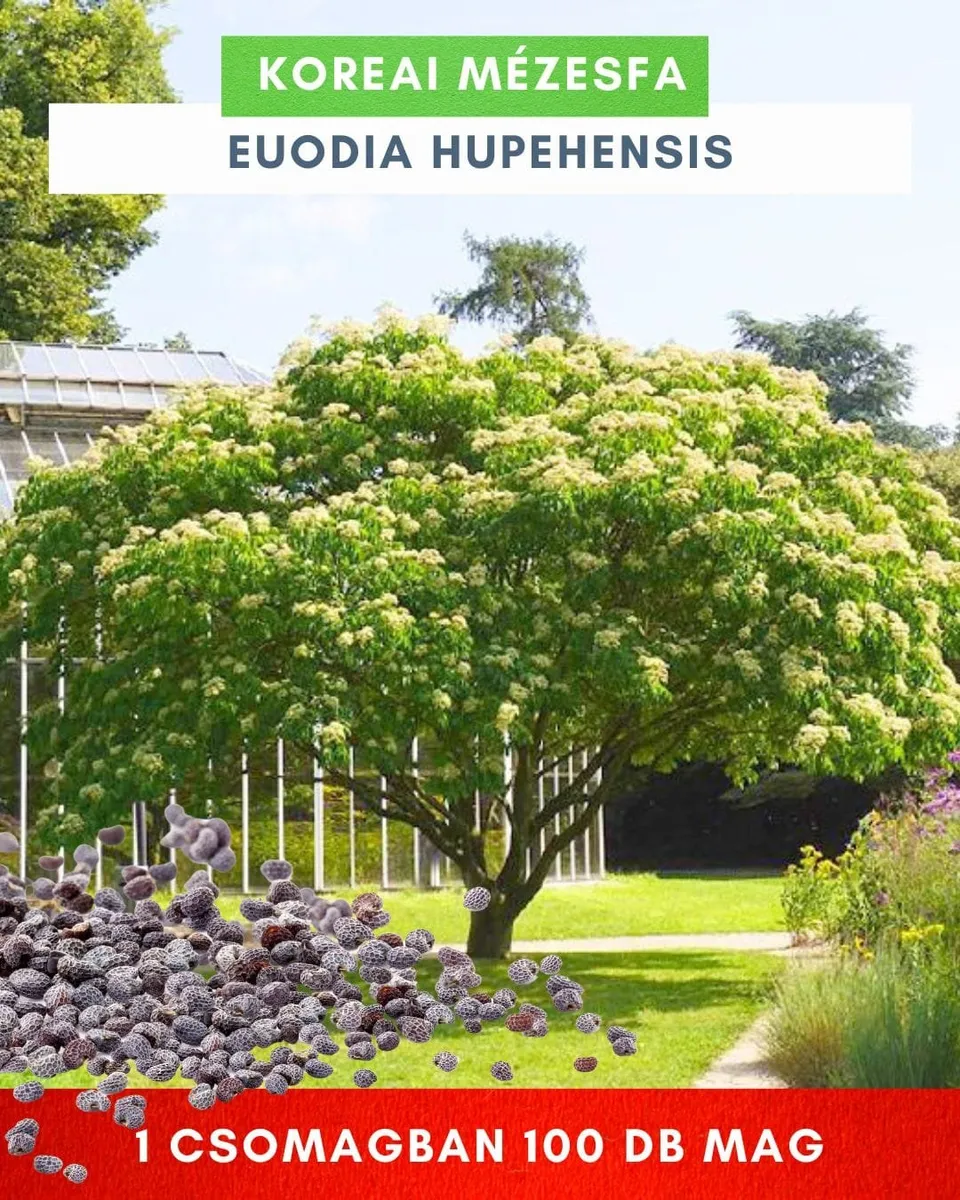 Koreai Mézesfa mag 100 db „Evodia Hupehensis”