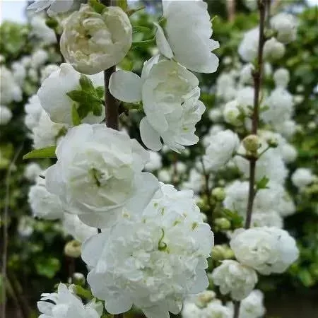 Babarózsa „Alba Plena” 30cm Fehér „Prunus glandulosa”