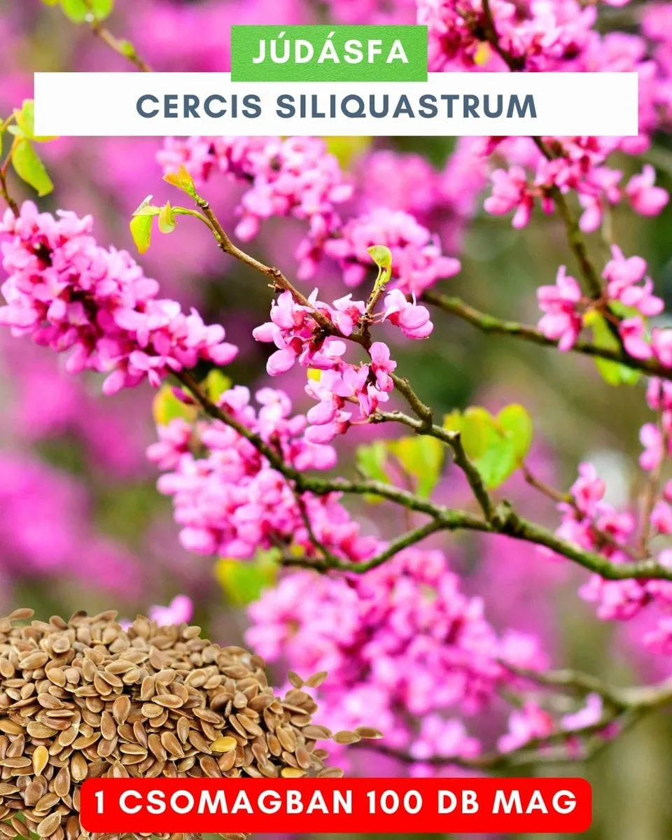 Júdásfa mag 100 db „Cercis siliquastrum”