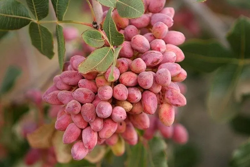 Pistacia Vera „Randy” 120 cm (Porzó) Pisztácia II. osztályú