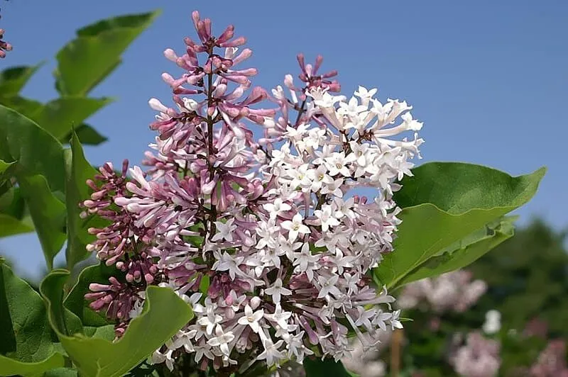 Törpe Orgona „Miss Kim” 30cm „Syringa patula”