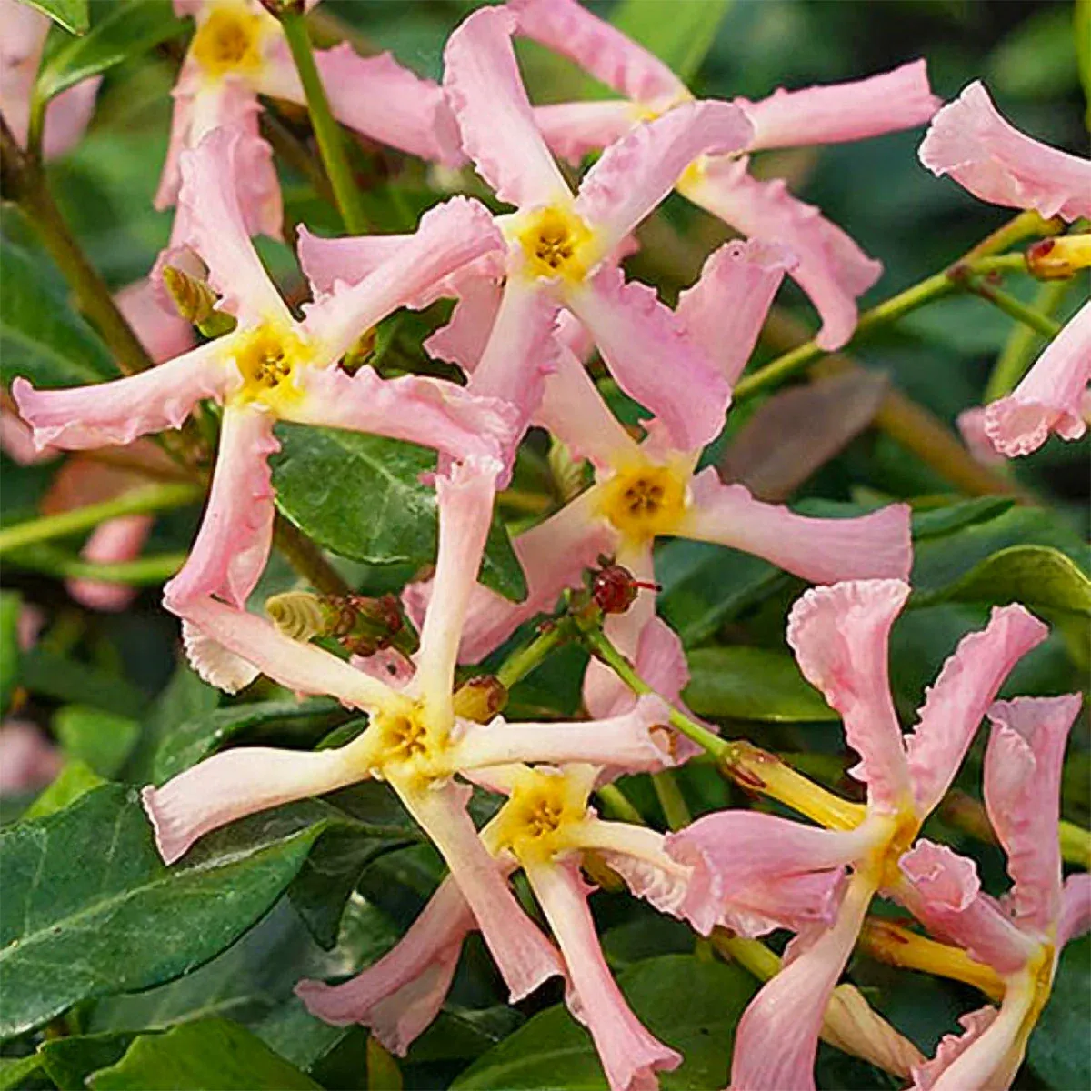 Rózsaszín virágú Csillagjázmin „Pink Showers” 20cm „Trachelospermum Jasminoides”