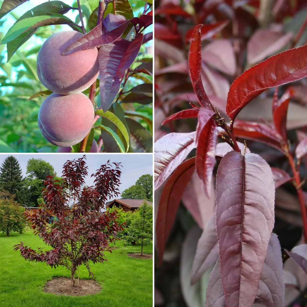 Piros levelű Őszibarack RUBIN 180 cm „Prunus persica rubira”