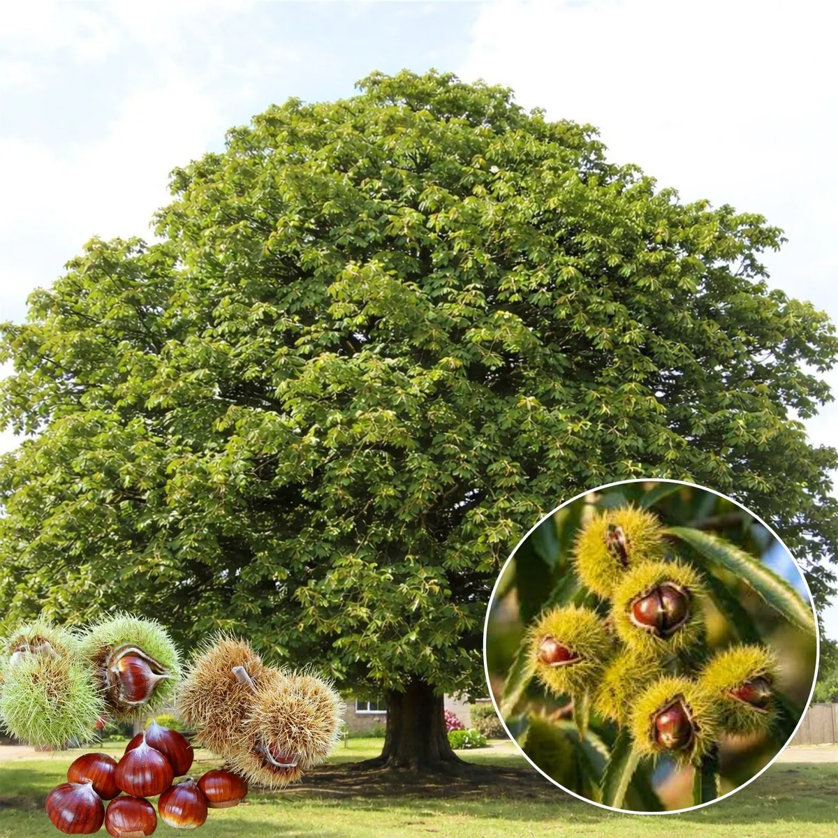 Szelídgesztenye 3 méteres „Castanea sativa” (Gyökércsomagolt gyümölcstermő díszfa)
