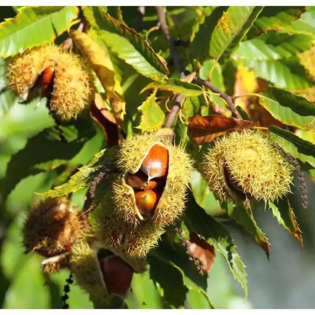 Szelídgesztenye 60cm „Castanea sativa” (cserepes gyümölcstermő díszfa)