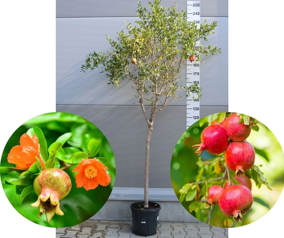 Gránátalma Fa „Wonderful” 150cm „Punica granatum” Magastörzsű