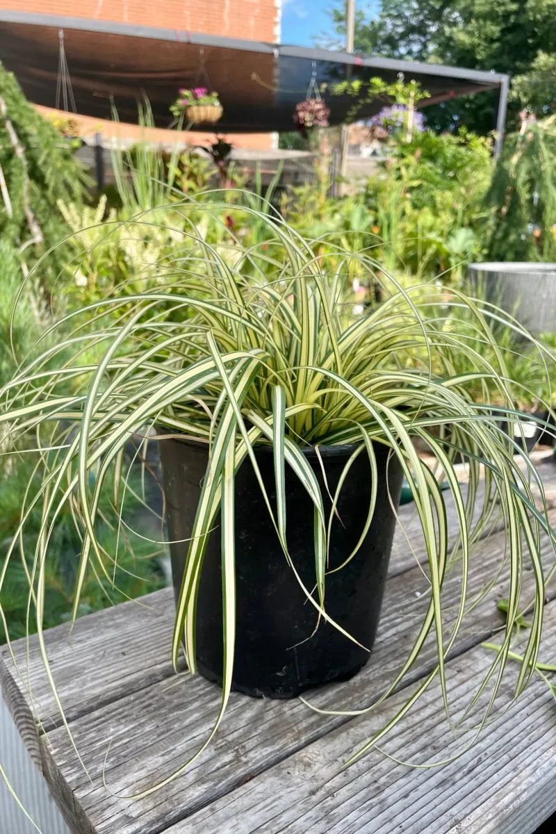 Sárga-tarka Sás 20 cm Carex oshimensis ‘Evergold’ (madárlábú díszfű)