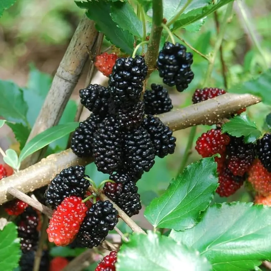 Fekete eperfa 250 cm (Folytontermő) Morus ‘Illinois Everbearing’