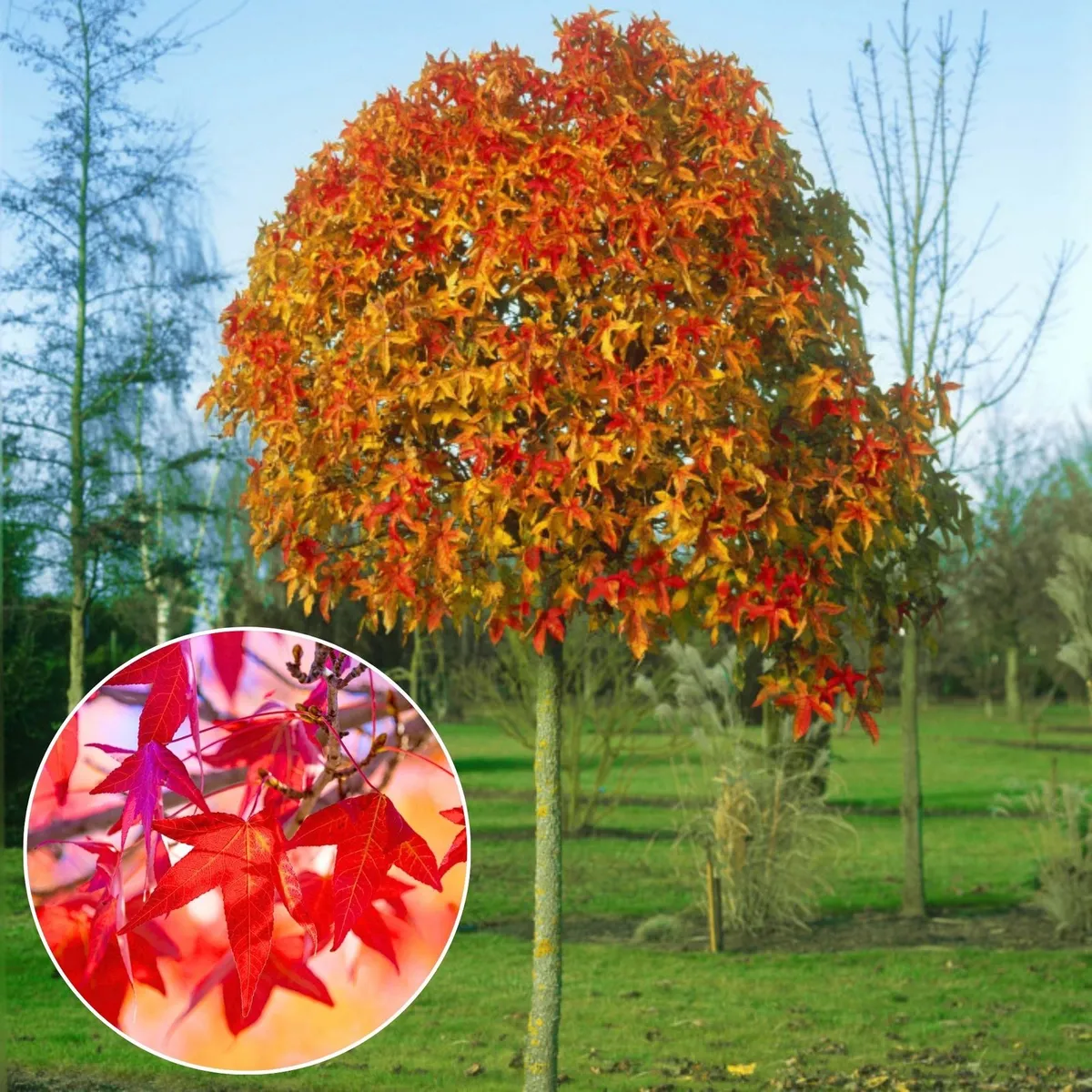 Gömb Amerikai Ámbrafa 200 cm „Gum ball” Liquidambar styraciflua