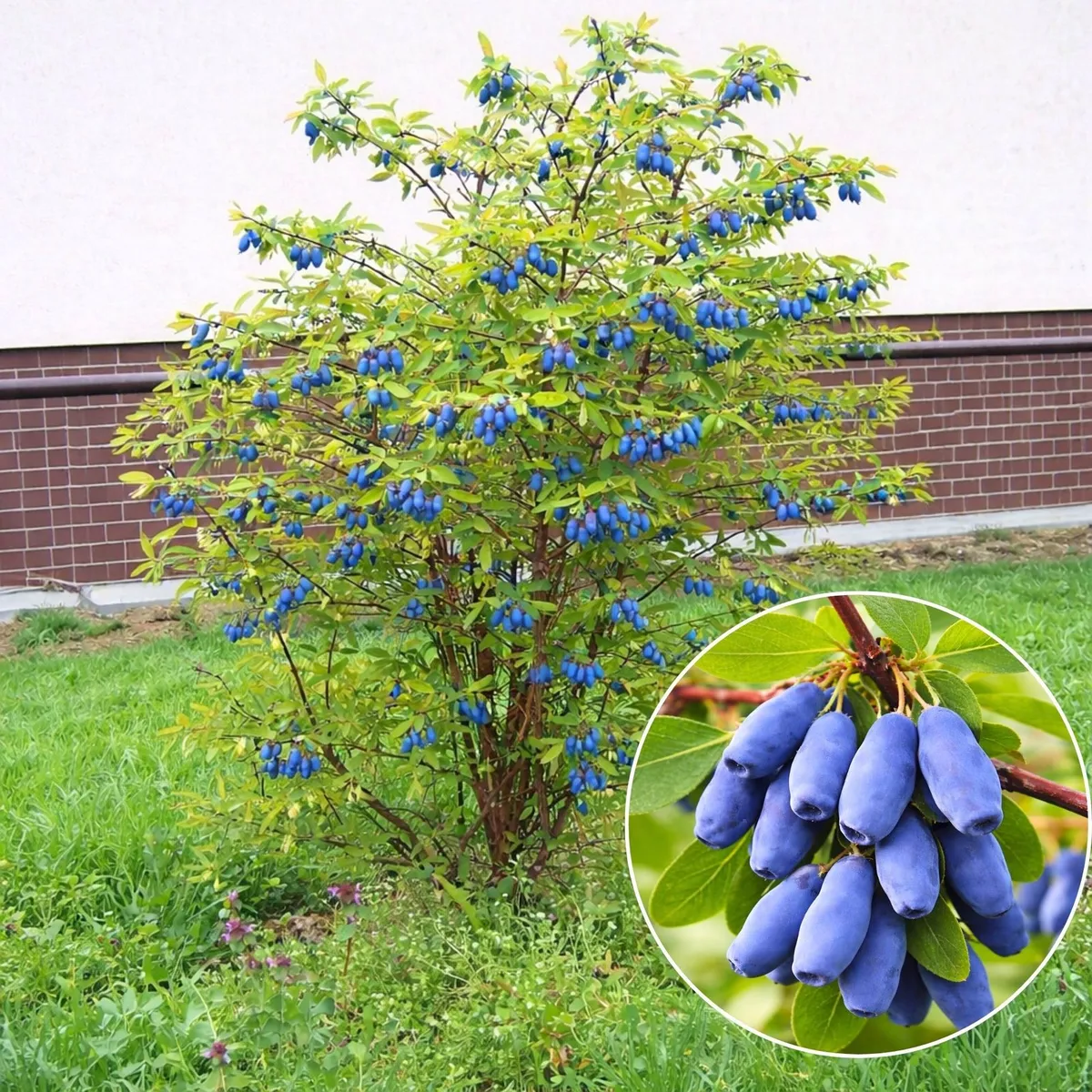 Kamcsatkai Mézbogyó „Jugana „ 40 cm „Lonicera kamtschatica”