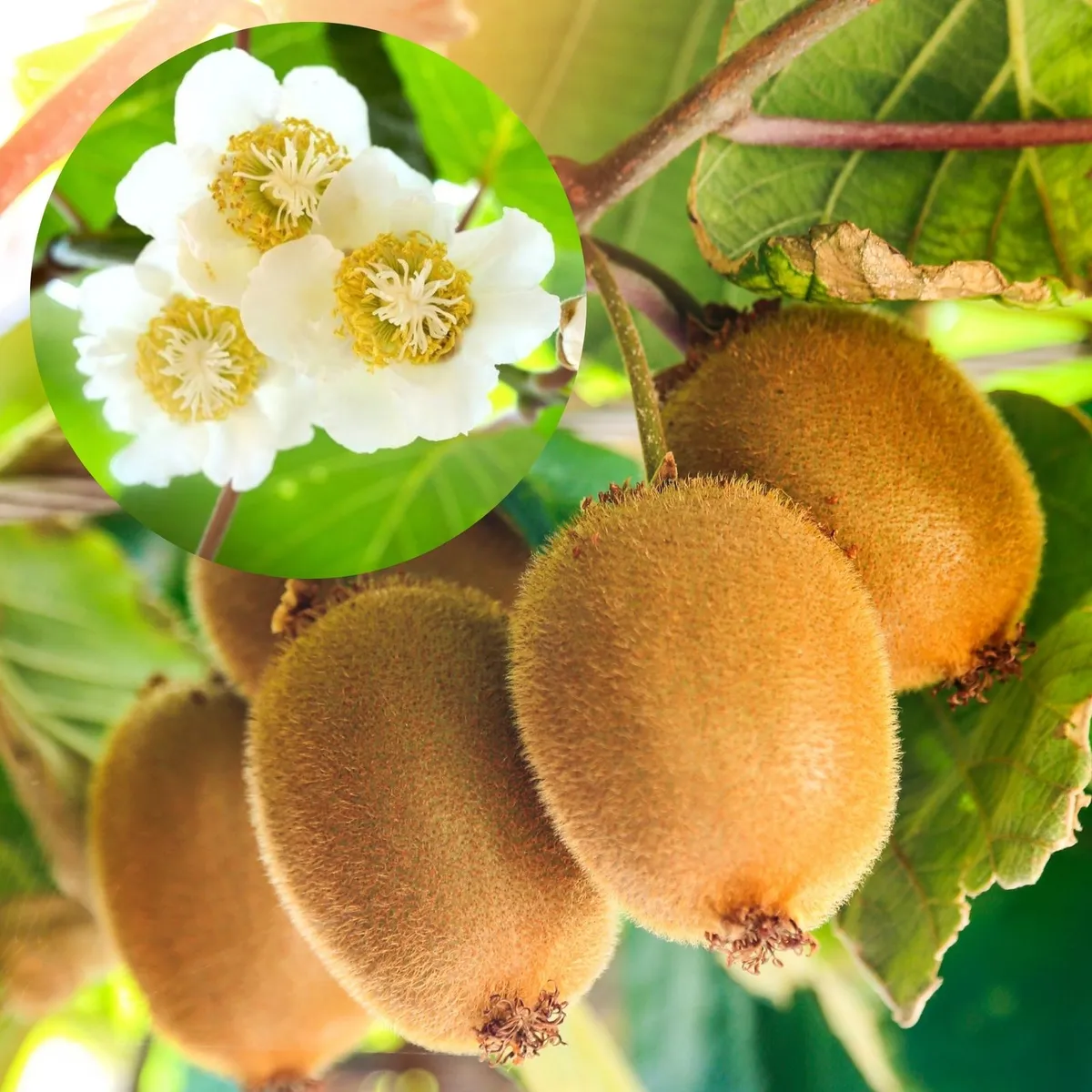 Kivi Tomuri (porzó) 100 cm „Actinidia deliciosa”