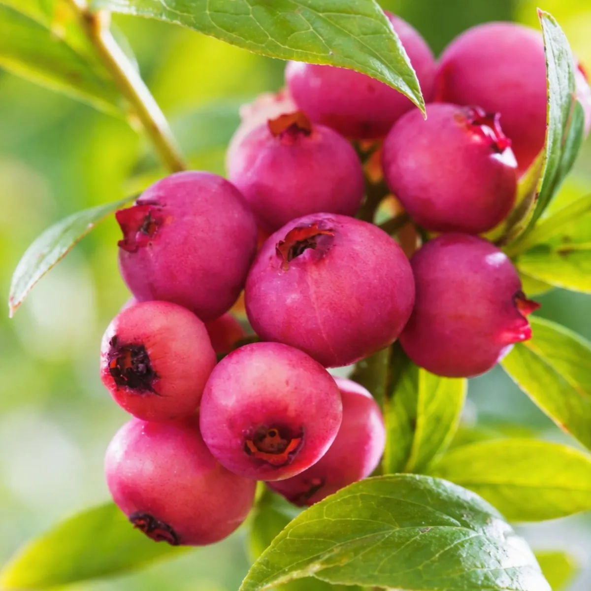 Rózsaszín Áfonya 40 cm „Pink Lemonade” Vaccinium corymbosum