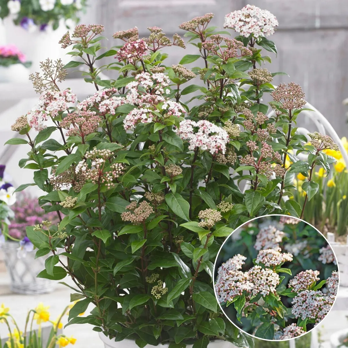 Örökzöld Téli Bangita „Lucidium” 50 cm Viburnum tinus