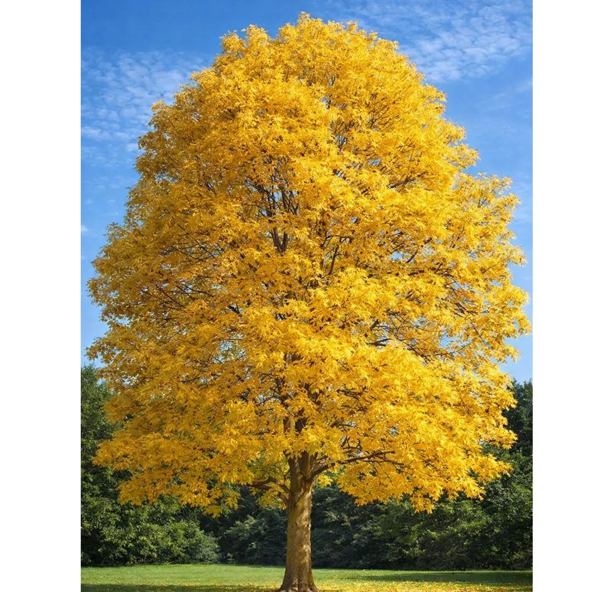 Arany kőris „Aurea” 300 cm „Fraxinus excelsior”