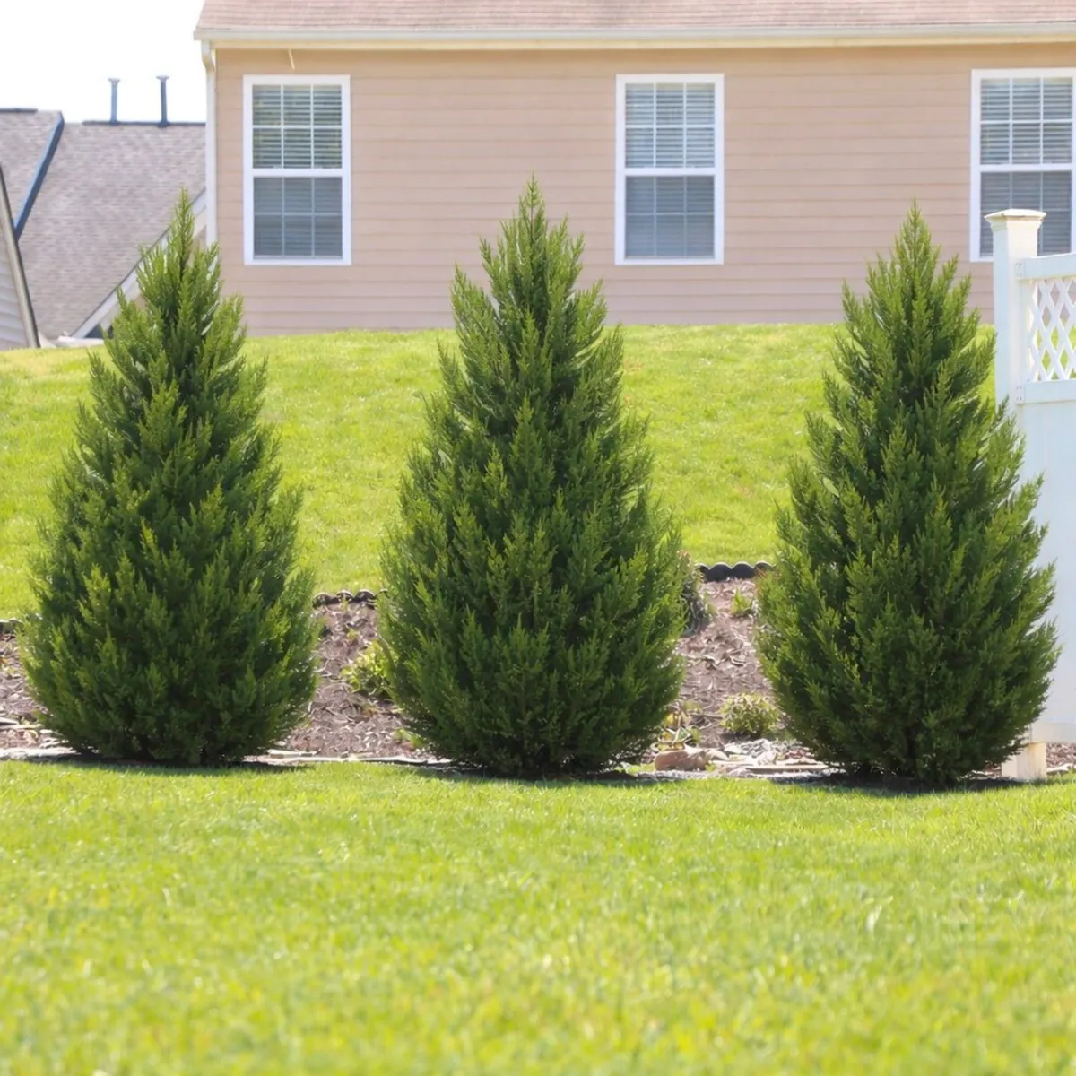 Oszlopos leylandi ciprus „Green Rocket” 150 cm „Cupressocyparis leylandii”