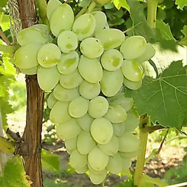Magnélküli szőlő „Sába királynője” 30-50cm