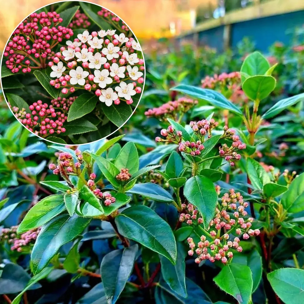 Örökzöld Bangita „Eve Price” 50 cm Viburnum tinus