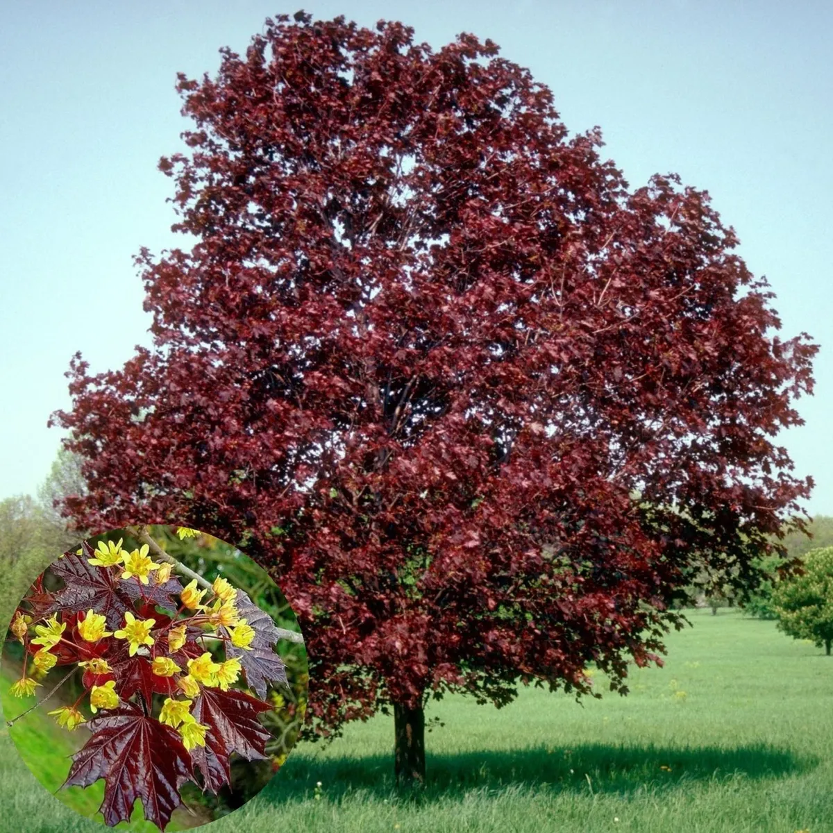 Vörös Juhar „Royal red” 300cm Acer platanoides (Vérjuhar)