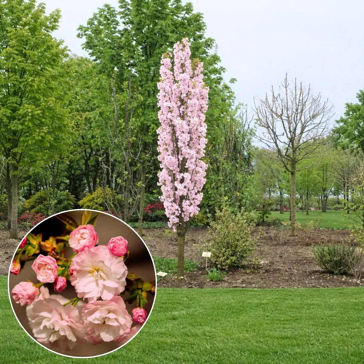 Oszlopos Japán Díszcseresznye 200 cm Prunus serrulata ‘Amanogawa’
