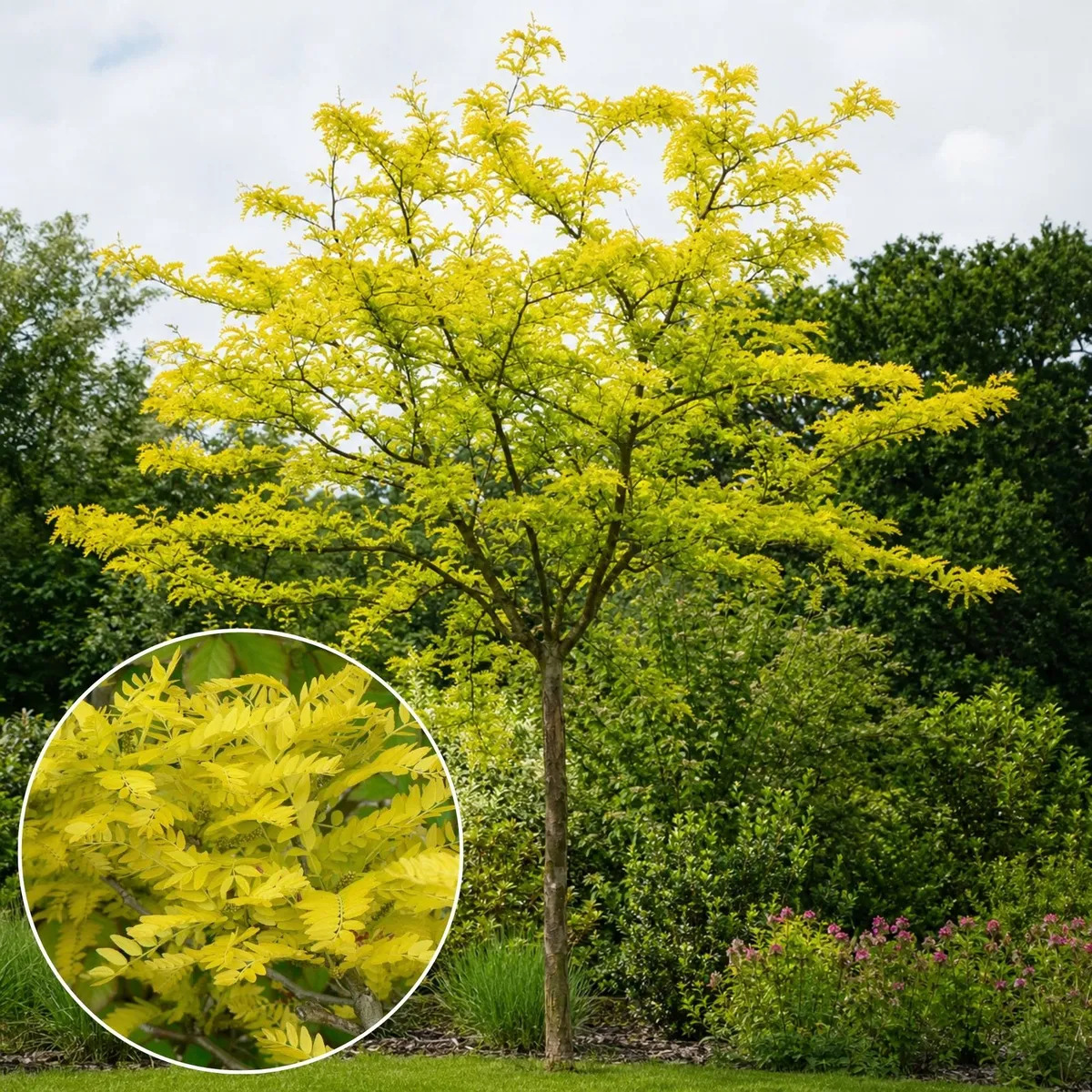 Aranysárga Levelű Lepényfa 150 cm „Gleditsia triacanthos Sunburst” (Gyökércsomagolt díszfaáru)