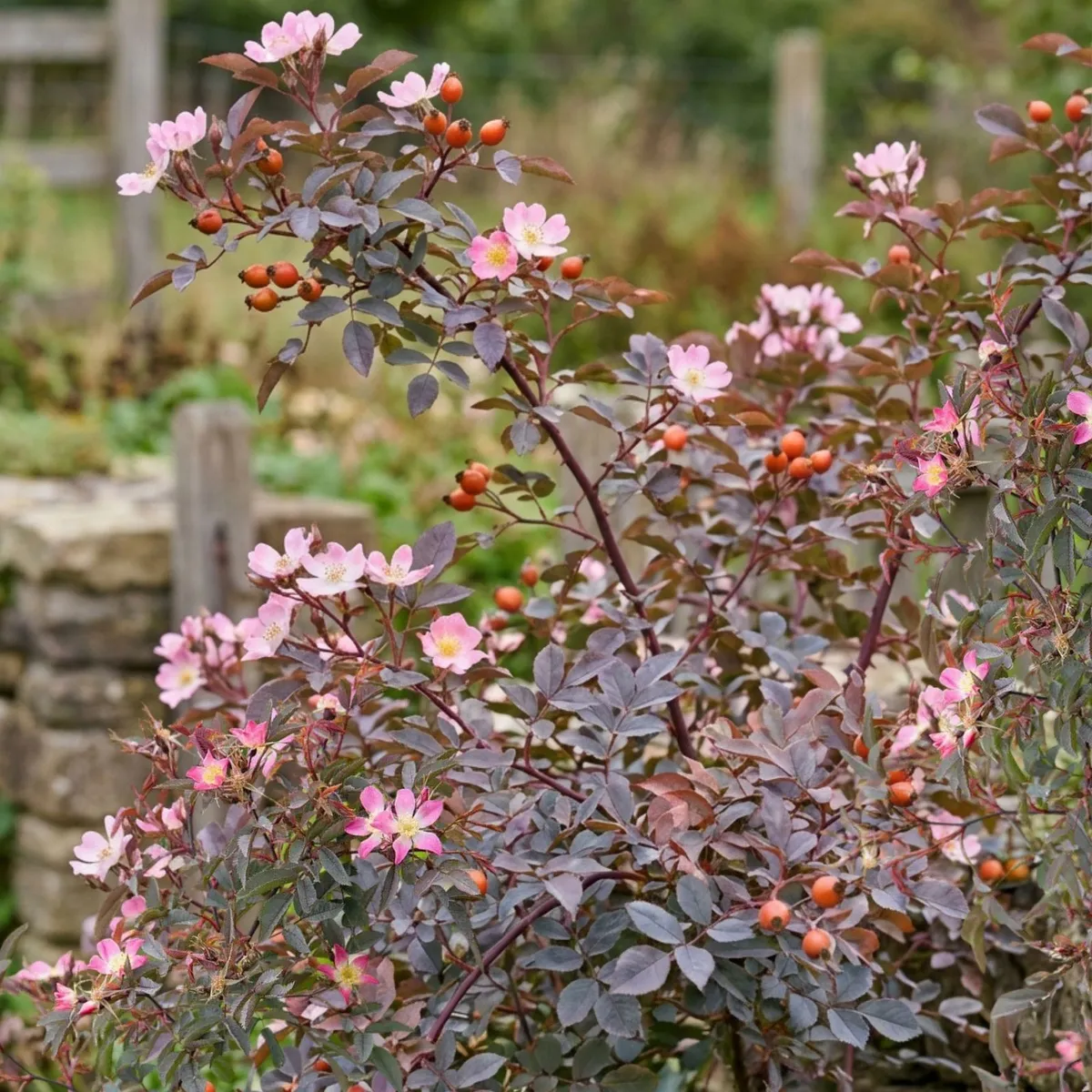 Bordó levelű Rózsa „Rosa glauca” 30 cm (PRÉMIUM Dísznövényáru)