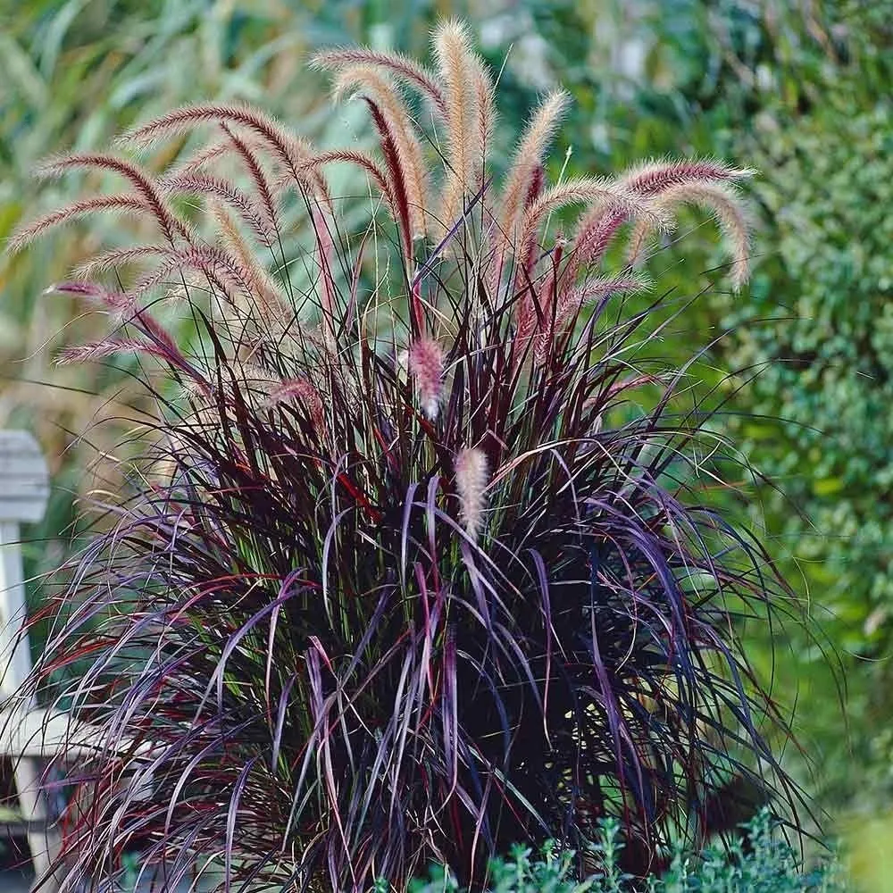 Bordó levelű tollborzfű 40 cm Pennisetum × advena ‘Rubrum’ (kertészeti díszfű áru)