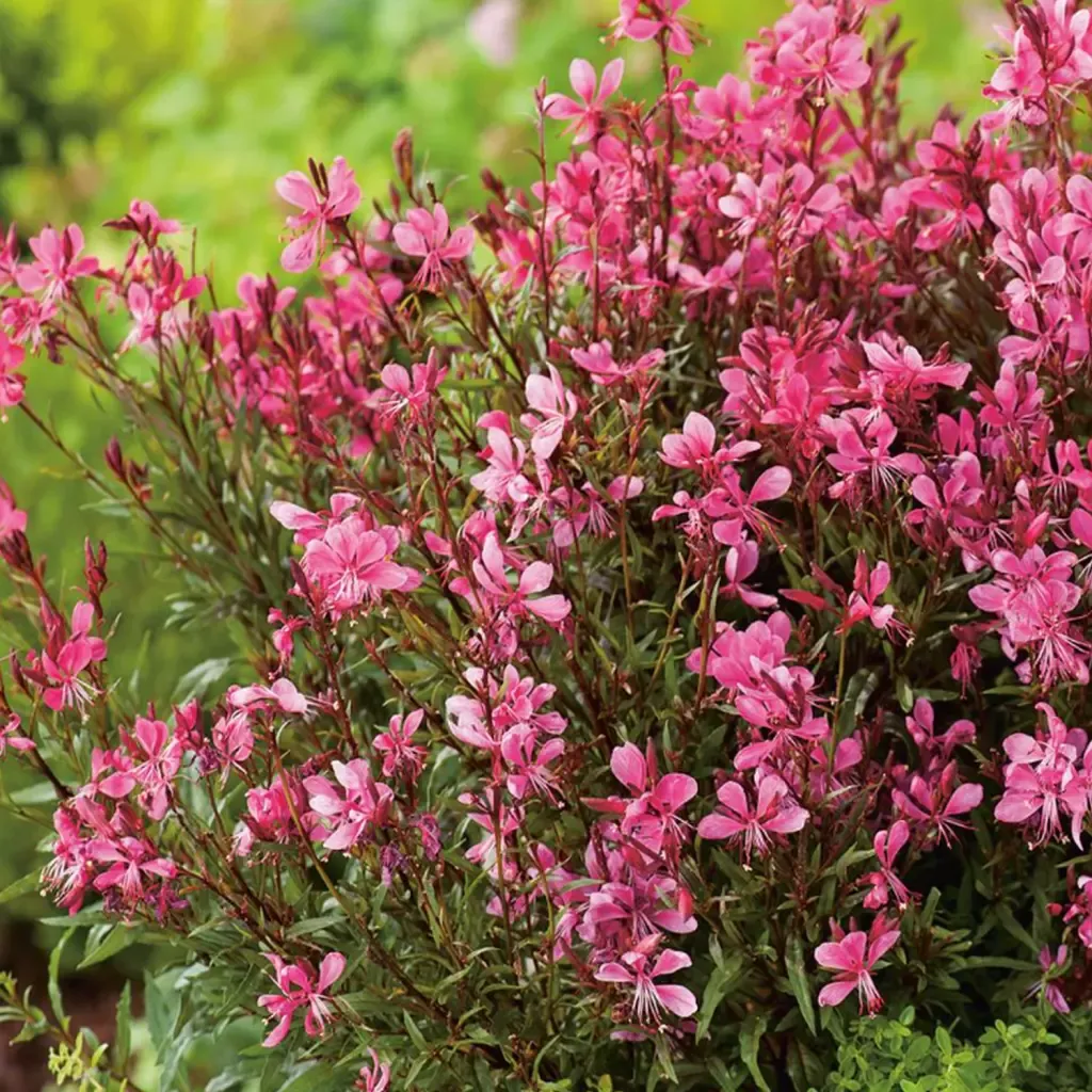 Évelő díszgyertya 30cm ‘Gaudi Red’ „Gaura lindheimeri” (évelő dísznövény)