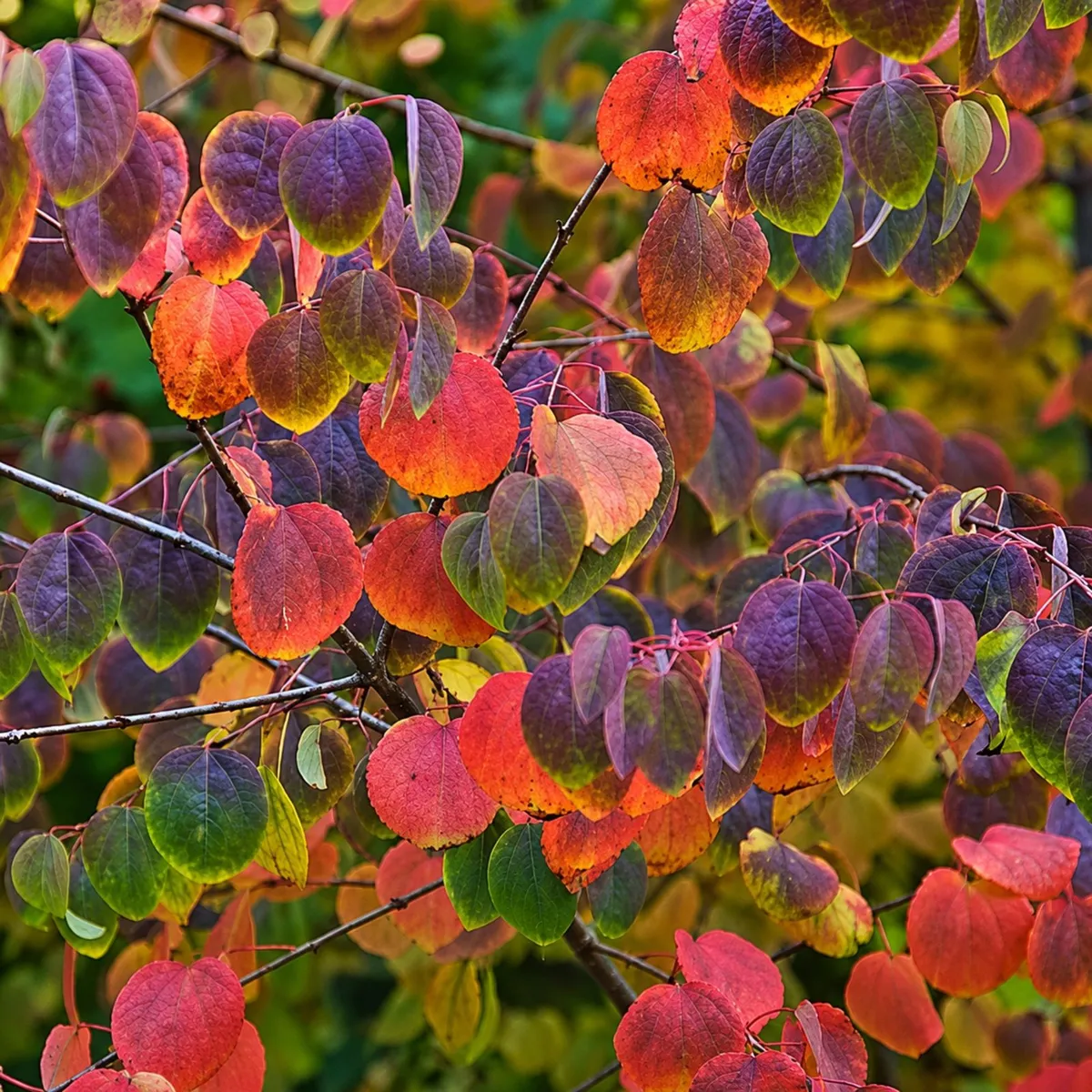 Japán Júdásfa 100cm „Cercidiphyllum japonicum” (színes lombú díszfa)