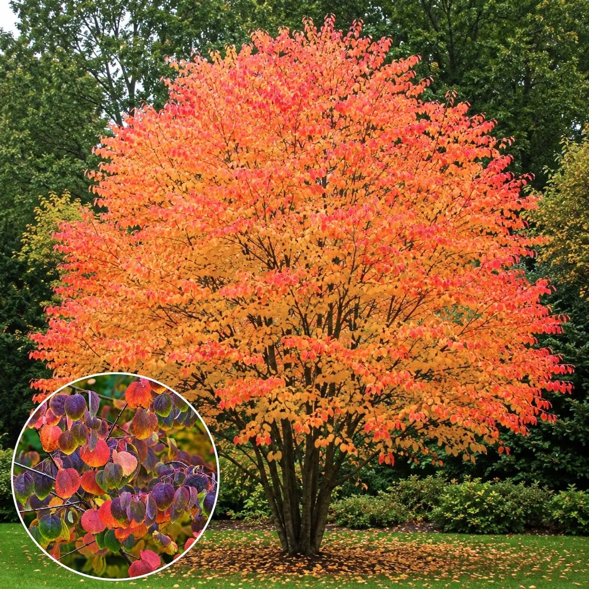 Kacurafa 100cm „Cercidiphyllum japonicum” (színes lombú díszfa)