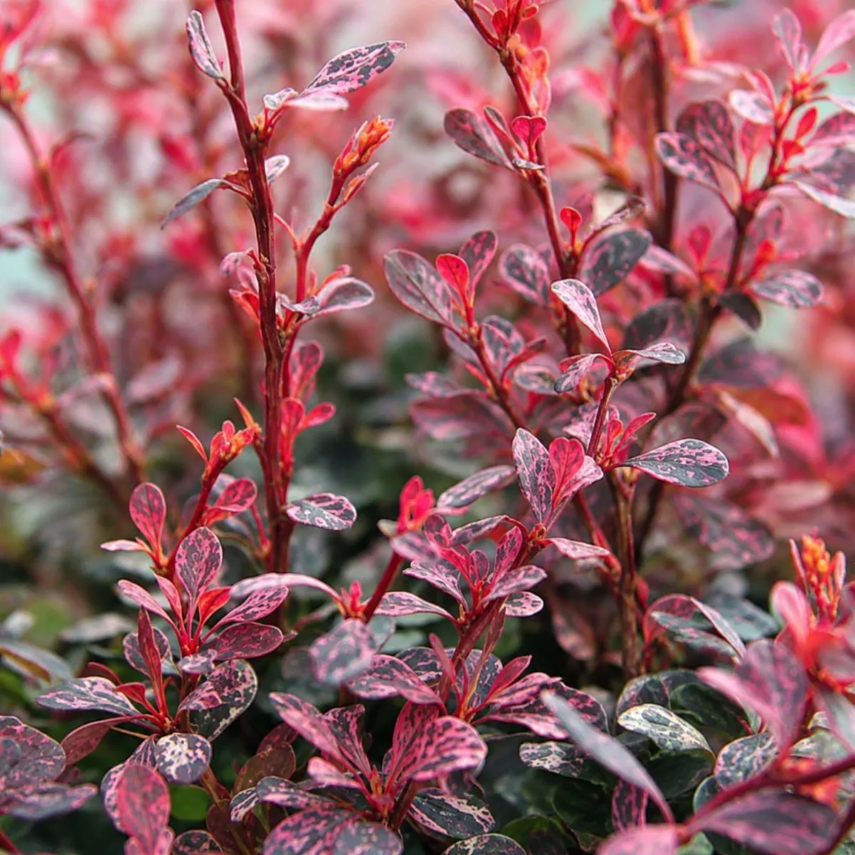 Japán Borbolya „Pink Attraction” 20 cm Berberis thunbergii (színes lombú díszcserje)
