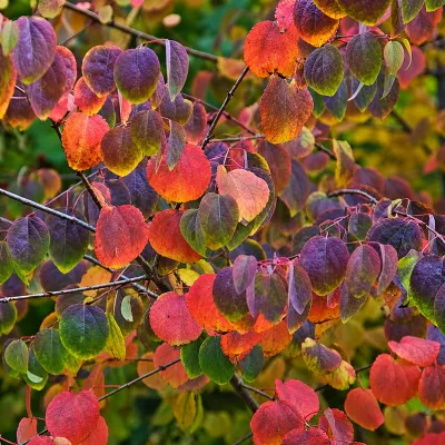 Kacurafa 150cm „Cercidiphyllum japonicum” (cserepes díszfaáru)