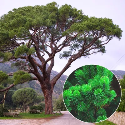 Mandulafenyő 60cm „pinus pinea” (cserepes díszfenyő)