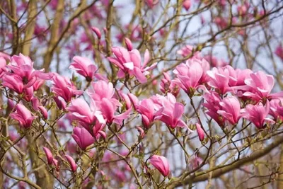 Magnolia „Galaxy” 60cm