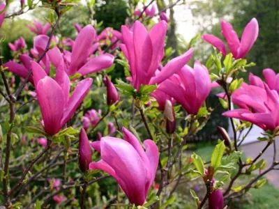 Magnolia „Susan” 60cm Csillagvirágú Liliomfa