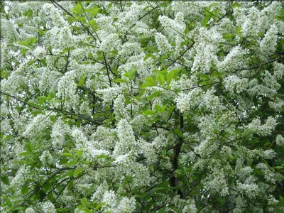 Májusfa 150cm „Prunus padus”