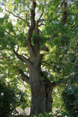 Japánakác 150 cm „Sophora japonica” Pagodafa „Styphnolobium japonicum”