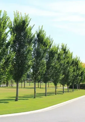 Oszlopos Jegenyeszil 3 méteres „Ulmus hollandica Lobel” (Szabadgyökeres)