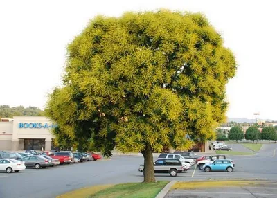 Bugás csörgőfa 160 cm „Koelreuteria paniculata”