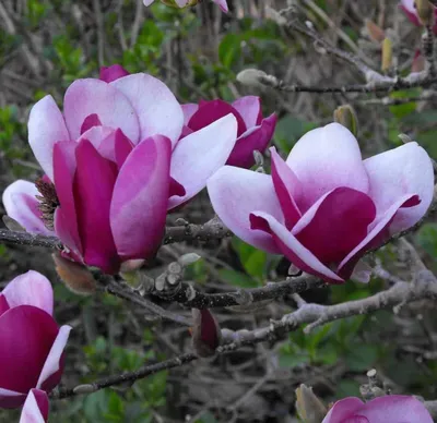 Magnolia „Purple Globe” 200cm