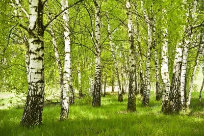 Közönséges nyírfa 100 cm „Betula Pendula”