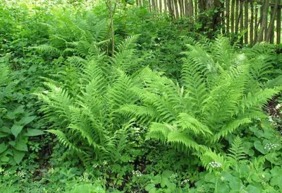 Erdei pajzsika 60cm „Dryopteris filix-mas”