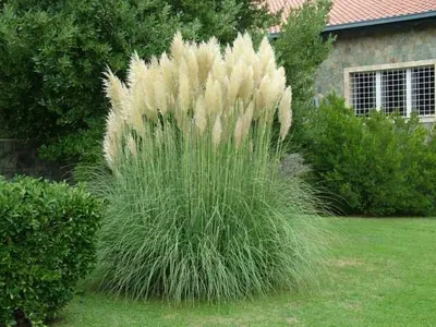 Pampafű 80cm „Cortaderia selloana”