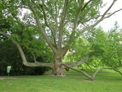 Platánfa 250 cm “Platanus acerifolia” (Szabadgyökeres)