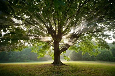 Kocsányos Tölgy 250cm „Quercus robur”