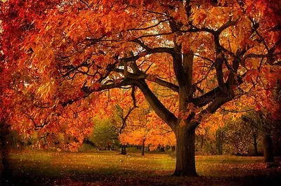 Vörös Tölgy 250cm „Quercus rubra”