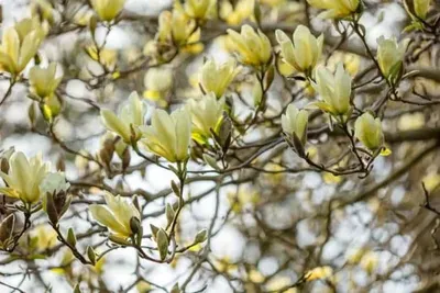 Magnolia „Elisabeth” 250 cm Sárga Liliomfa