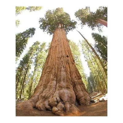 Óriás Mamutfenyő 60cm „Sequoiadendron giganteum” (cserepes díszfa)