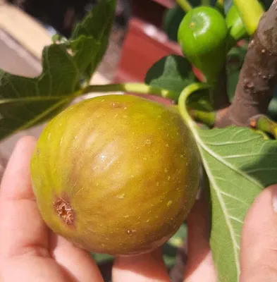 Füge „Brogiotto Bianco” 100 cm „Ficus carica”